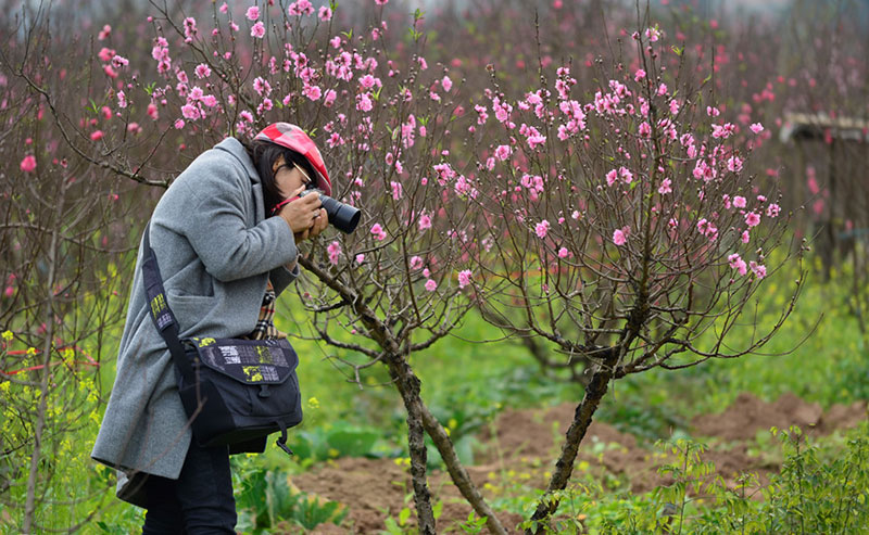 Trước Tết 10 ngày, đào Nhật Tân đã khoe sắc từ vườn về phố